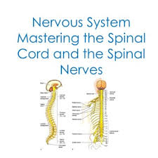 Learn vocabulary, terms and more with flashcards, games and other study tools. Nervous System Mastering The Spinal Cord And Spinal Nerves Worksheet