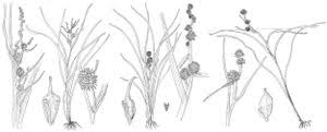 Sparganiaceae - FNA