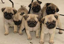 How many puppies do pugs have? How To Choose A Pug Puppy Male Vs Female Differences Pethelpful