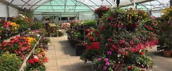 10 of chelmsford s best garden centres