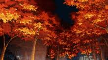 All png & cliparts images on nicepng are best quality. Leaves Falling Gifs Tenor