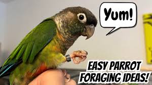 easy parrot foraging ideas diy bird