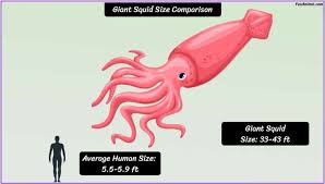 giant squid size how big are they