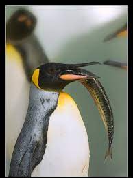 Emperor penguins are the largest penguins in the world. Pinguins Info Penguin Food Information About Penguins
