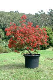 Angus S Top Ten Small Australian Trees