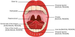 the anatomy of the cavity the