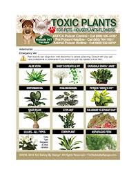 Tlc christy forsett as taking care of my animals for many years she's reliable and my animals love her she is the best in plano texas. Tlc Safety By Design Enhanced Toxic Plants Flowers Trademarked Poison For Pets Dogs Cats Emergency Home Alone 5 X 7 Veterinarian Approved Refrigerator Safety Magnet Qty 1 Buy Online In Dominica At