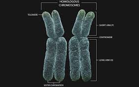 A Genetics Definition Of Homologous Chromosomes