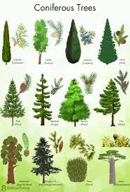 types of coniferous trees forest