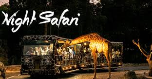 The animals of the night safari, ranging from chital deer and gaur to indian rhinoceros and pangolins to lions and asian elephants, are made visible by lighting that resembles moonlight. Why You Need To Visit Singapore Wildlife Reserves Travelweekli