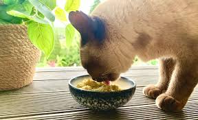 9 homemade cat food recipes vet