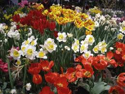 tulips with annuals and perennials