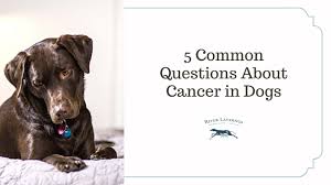 cancer in dogs latest news river