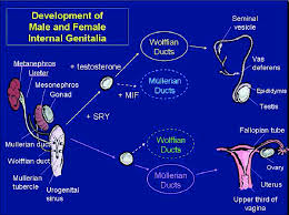This diagram depicts female human anatomy 744×1116 with parts and labels. Development Of Male And Female Internal Genitalia Quoted From Download Scientific Diagram