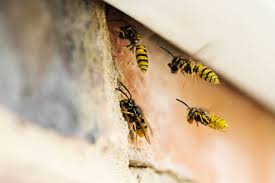 How To Get Rid Of Wasps