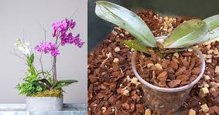 4 diy orchid potting mix recipes