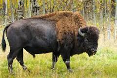 Is elk meat better than Buffalo?