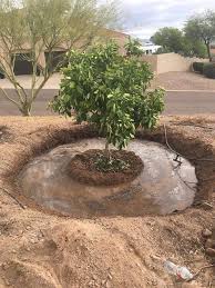 plant a fruit tree in the desert