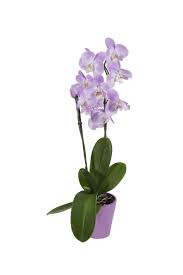 Mixed Orchids House Plant In 1 68 Pint