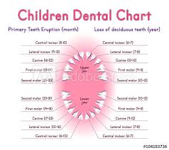 Children Teeth Anatomy Shows Eruption And Shedding Time