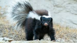 unwanted skunks out of your yard