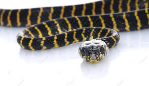 jungle carpet snake reptile carpet
