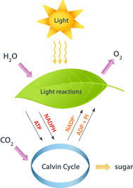 Photosynthesis is the process by which green plants use sunlight energy to make their own food. Light Reactions Ck 12 Foundation