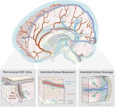 The Glymphatic System Cur
