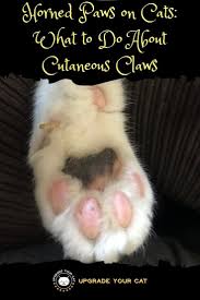 The indurated firm base (black arrow) increased the level of clinical suspicion. Horned Paws On Cats What To Do About Cutaneous Claws Upgrade Your Cat Cat Health Cat Grooming Cat Care