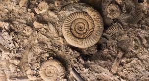 Fossils: Life Cast in Ancient Stone