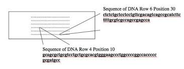 The synthesis of cdna from dna reduces the number of base pairs that should be handled during an experiment. Module 2 5 Cdna Synthesis And Microarray Labs Laboratory Fundamentals In Biological Engineering Biological Engineering Mit Opencourseware