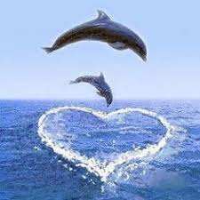 20 ideeën over Dolfijnen | dolfijnen, zeedieren, dieren