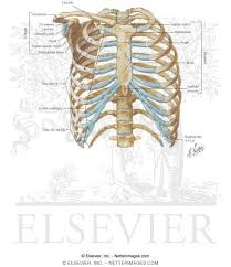The thoracic cage (rib cage) is the skeleton of the thoracic wall. Thoracic Wall Thoracic Cage Skeleton