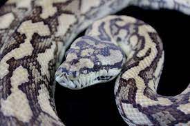 breeding carpet pythons 101 pre season