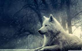 cute wolf wallpapers wallpaper cave