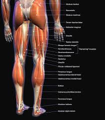 Labeled Anatomy Chart Of Male Leg 1