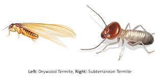 What Do Drywood Termites Look Like Drywood Termite