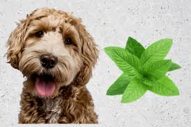 Peppermint For Dogs Weighing The Pros