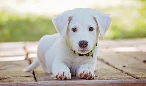 Find puppies for sale and adoption, dogs for sale and adoption, labrador retrievers, german shepherds, yorkshire terriers, beagles, golden retrievers, bulldogs, boxers, dachshunds, poodles, shih tzus, rottweilers, miniature schnauzers, chihuahuas and more on oodle classifieds. White Dog Names For White Furbabies 135 Awesome Ideas