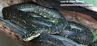 species listing of nsw pythons