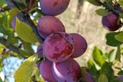 What does an overripe plum feel like?