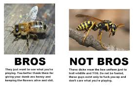 Bee Or Wasp A Handy Chart Inside Ign Boards