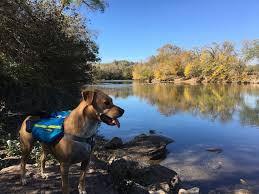 best harness for hiking with dogs