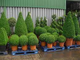 Topiary By Design Darlington Uk