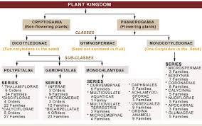 Plant Taxonomy Plant Families Chart Www Bedowntowndaytona Com