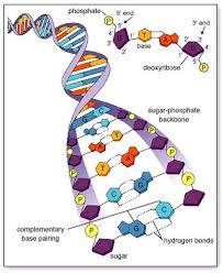 7 1 dna structure and replication