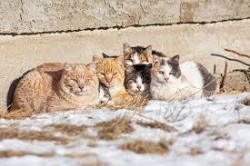 Inexpensive, easy to build and transport. How To Build An Inexpensive Winter Shelter For Stray And Feral Cats