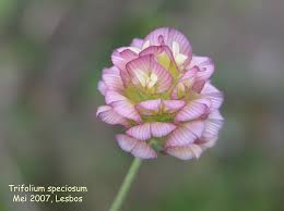 Photo: Trifolium speciosum | Trifolium album | Nora Goosen