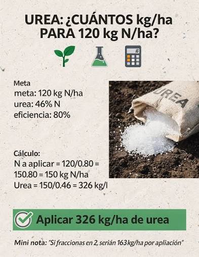 🌱🧪🧮 UREA: ¿Cuántos kg/ha para 120 kg N/ha? Si tu meta es 120 kg N/ha y considerás: ✓ Urea 46% N ✓ Eficiencia 80% Entonces: ➡️ N a aplicar = 120 /