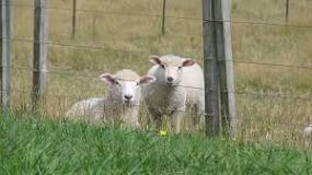 are-sheep-hard-on-fence